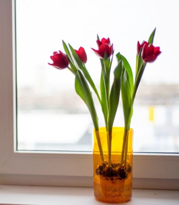 Как вырастить тюльпаны на подоконнике