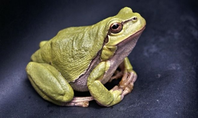Как убить в себе большую зеленую жабу?